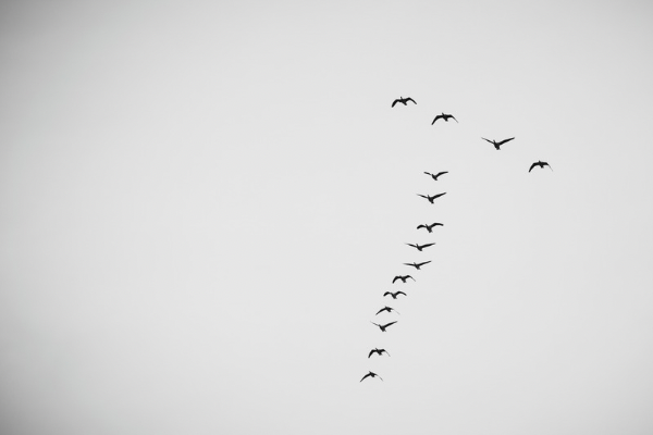 完成版の巣箱が再入荷 自然と子どもの境界線