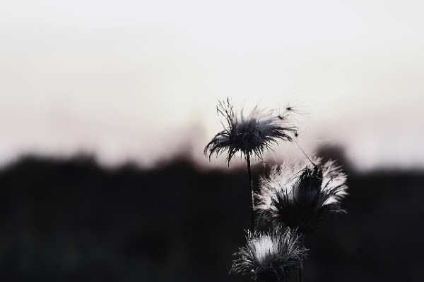 「たねがとぶ」　決まった方向は無く