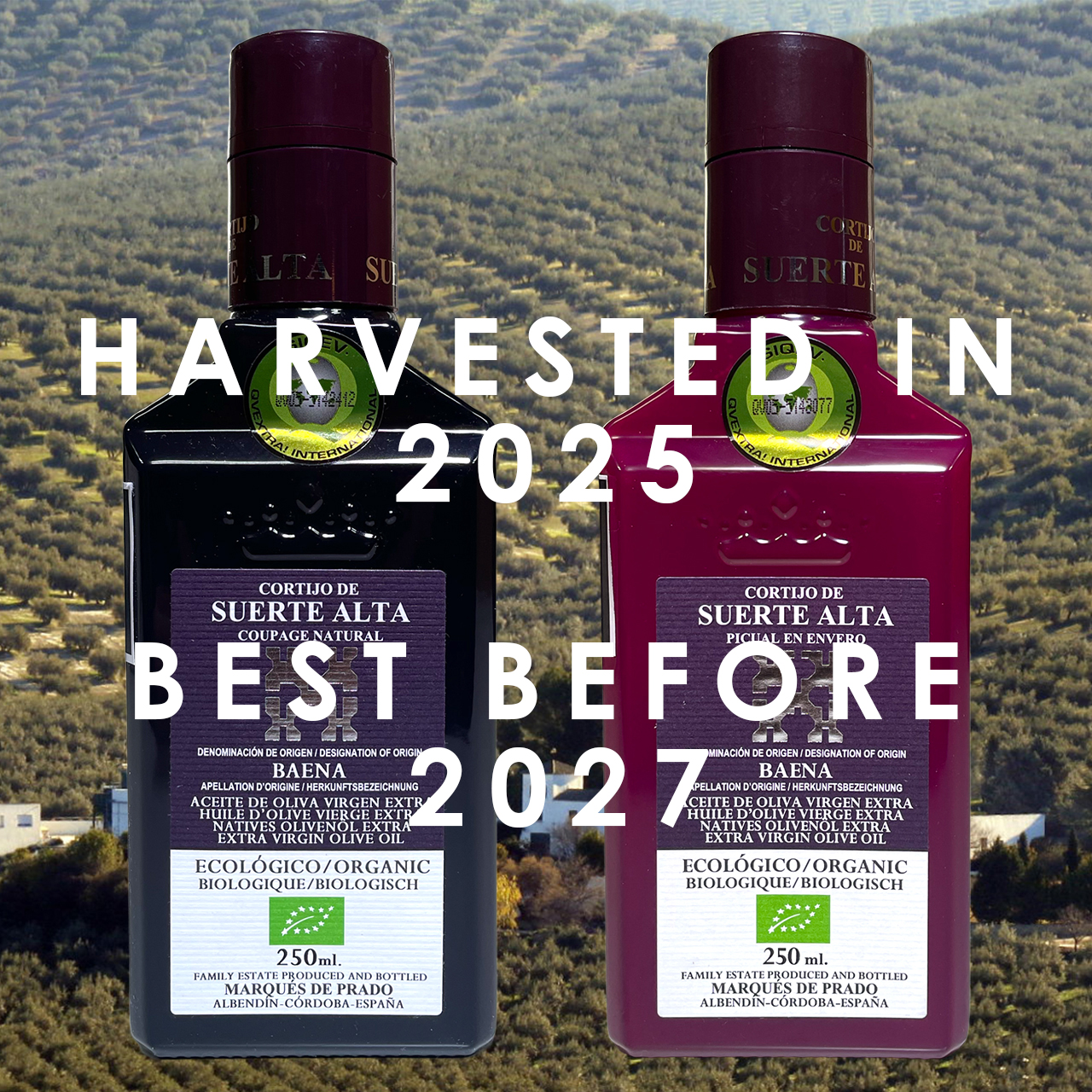 スエルテ アルタ農園のオリーブオイルが新ロットに切り替わりました