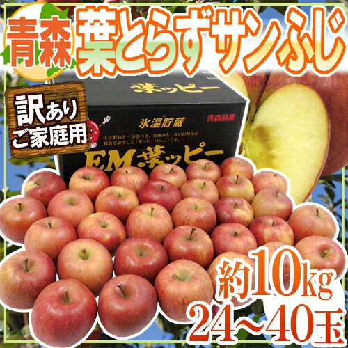 今が旬！葉とらずサンふじの贅沢な味わいを体験しよう！