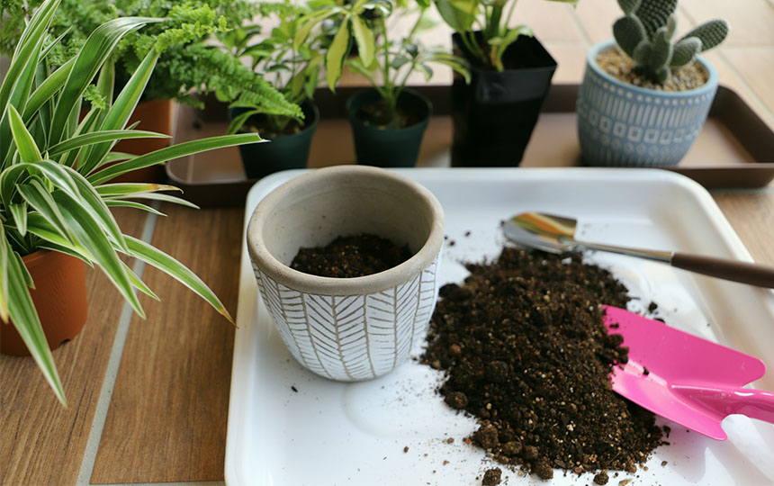 植え替えについて