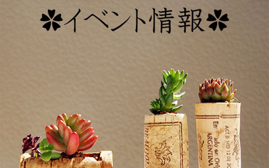 Blog 多肉植物研究所