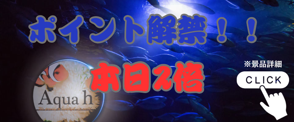 クーポン配布｜6末！抽選キャンペーン！