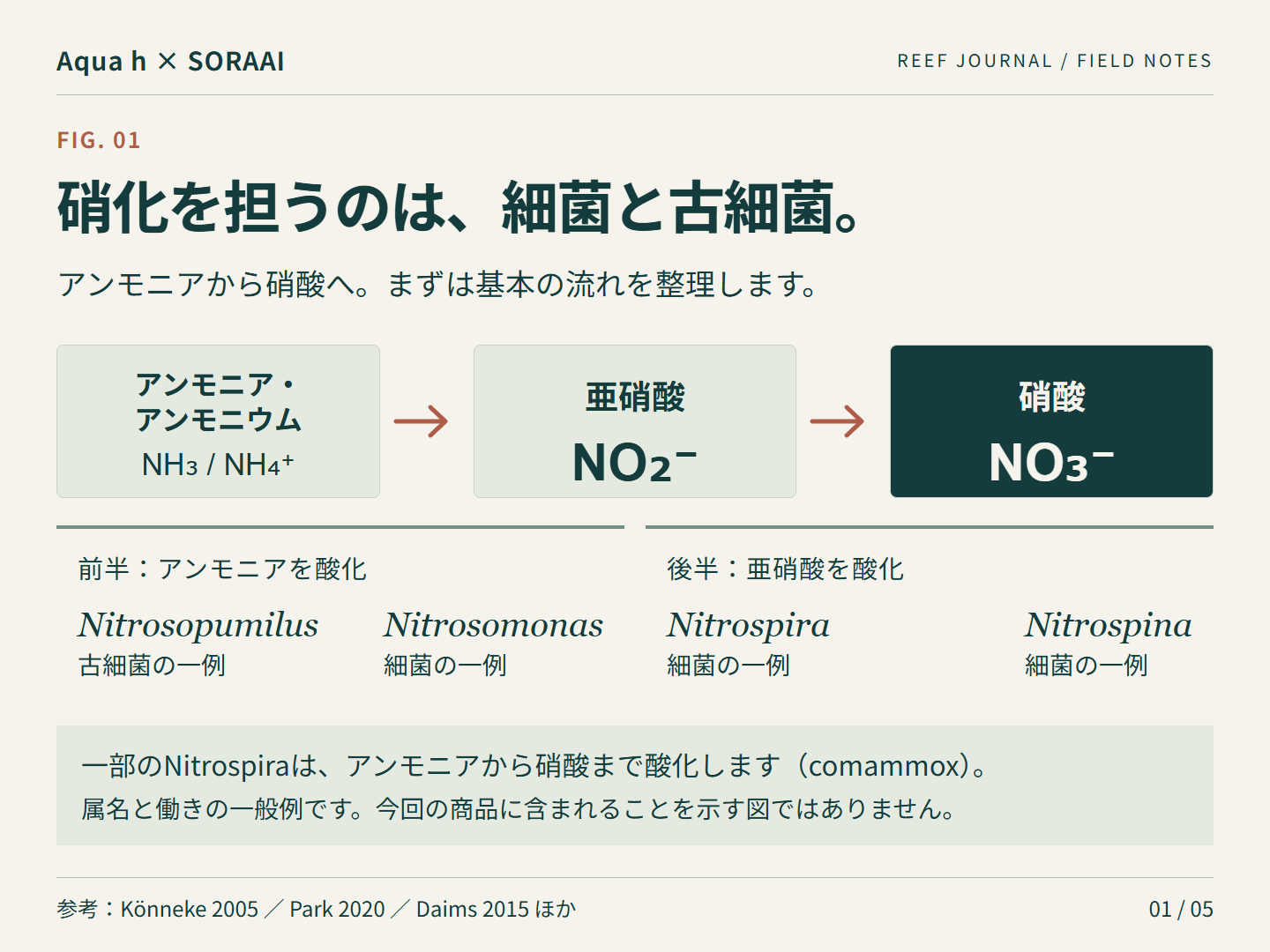 その石、ただの石だと思っていませんか？｜ライブロッククラッシュと、サンゴ水槽を支える小さな生き物たち
