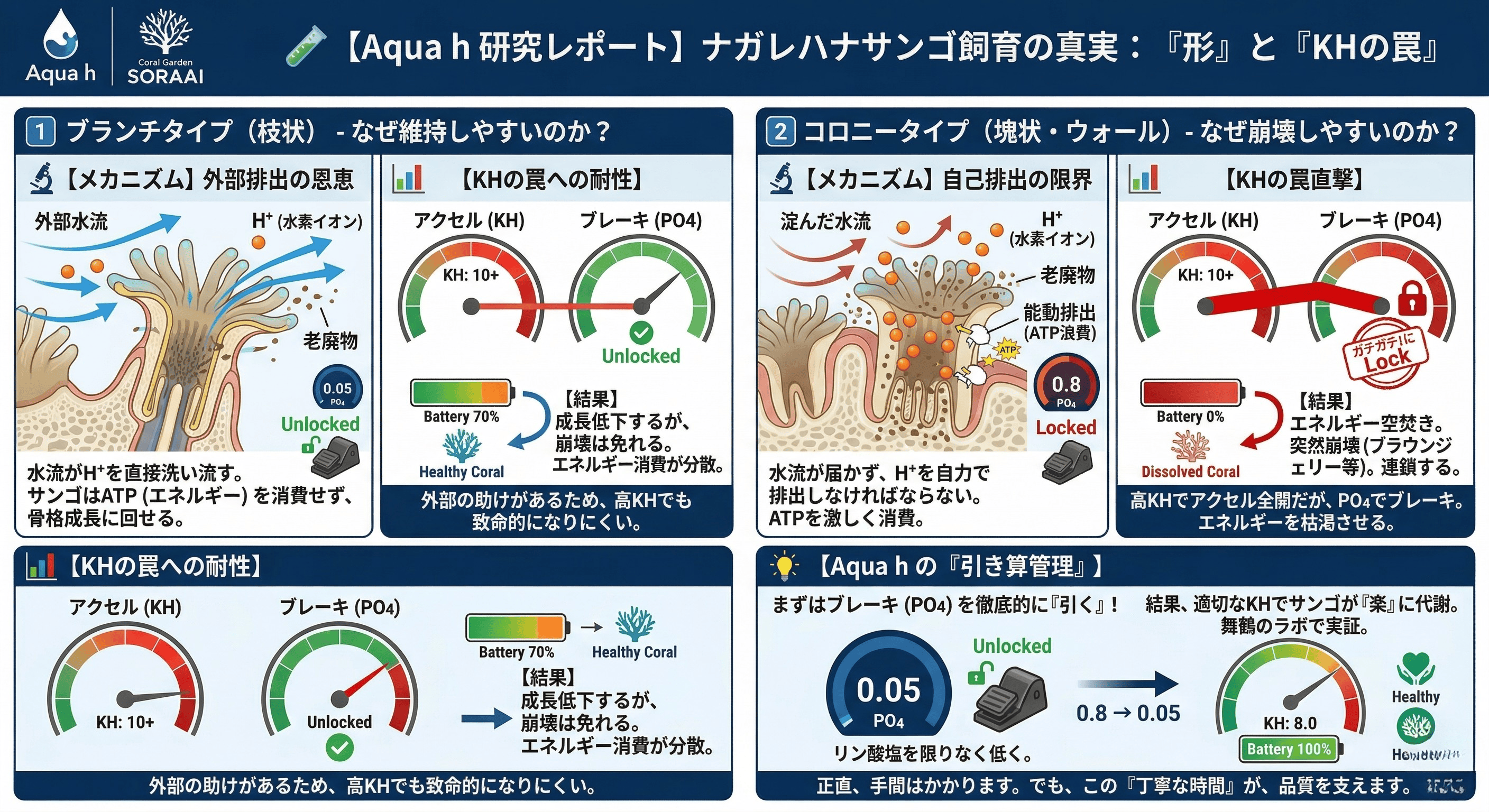 【サンゴ通販ならAqua h｜ナガレハナ飼育の深淵：KHの罠と「形」の因果関係】