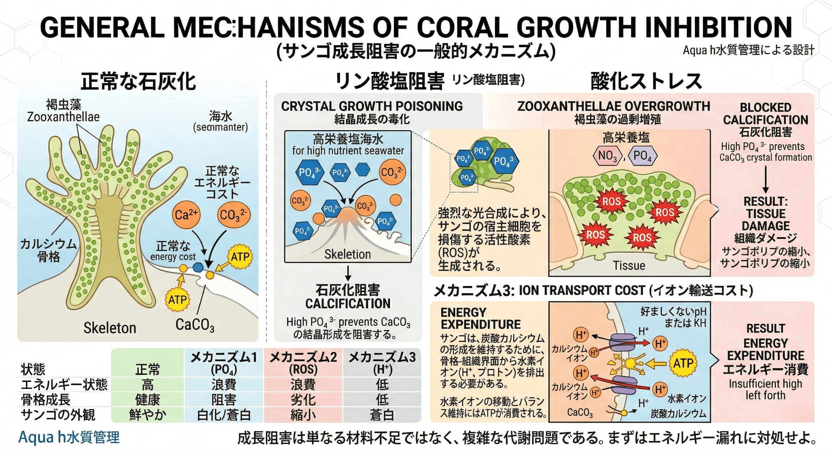 サンゴの成長が止まる「高KHの罠」：アクセルとブレーキの科学
