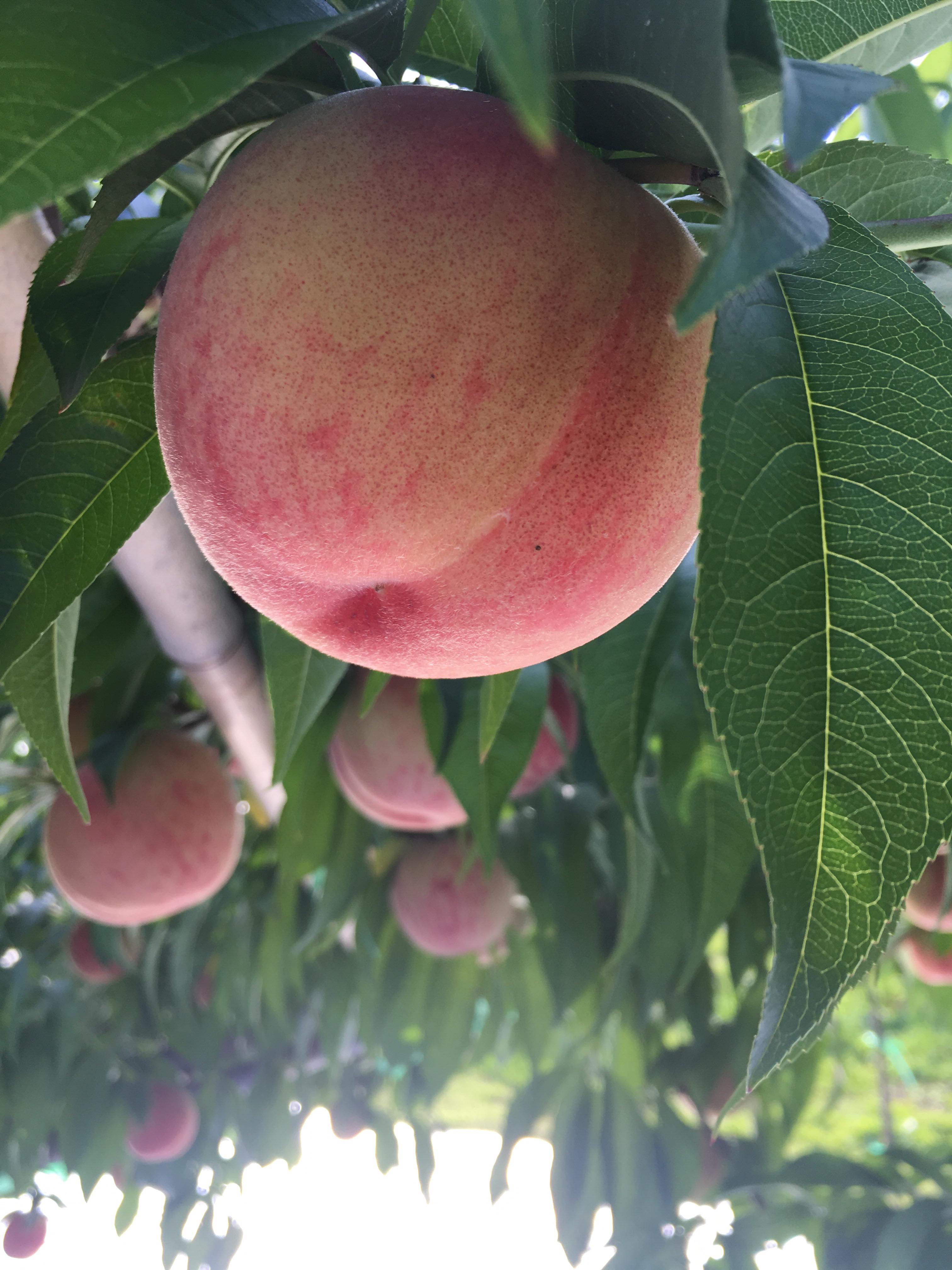 大泉農園さんの桃