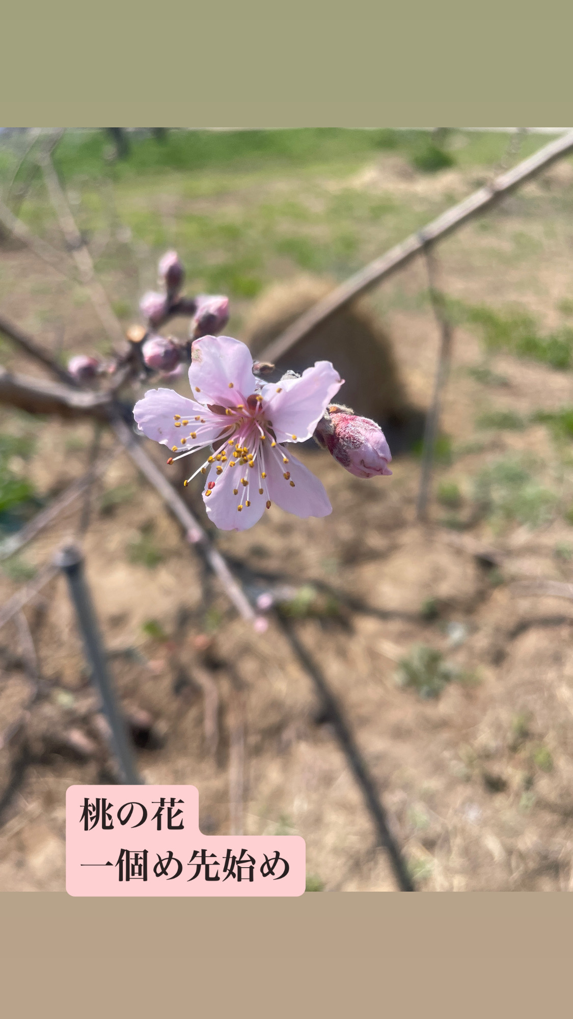 桃の花 桑折町大泉農園さんの桃