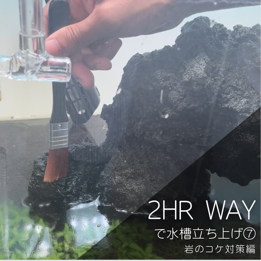 石や流木のコケ対策！APT-FIXの使いかた