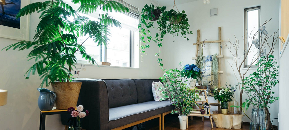 大型観葉植物で自宅でよりオシャレに！ 選び方や置き場所の具体例3選