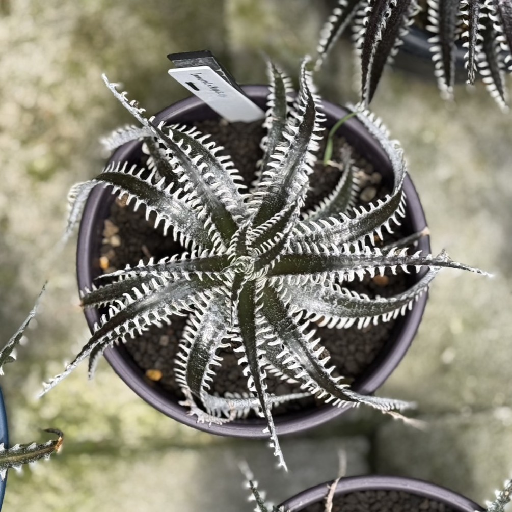 植物上からみるか、横からみるか？
