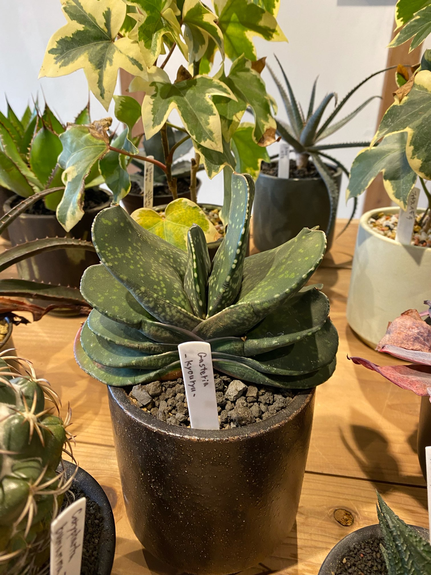 胃袋という名の植物