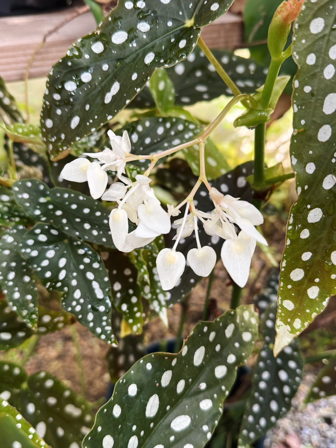 すっかり秋ですね