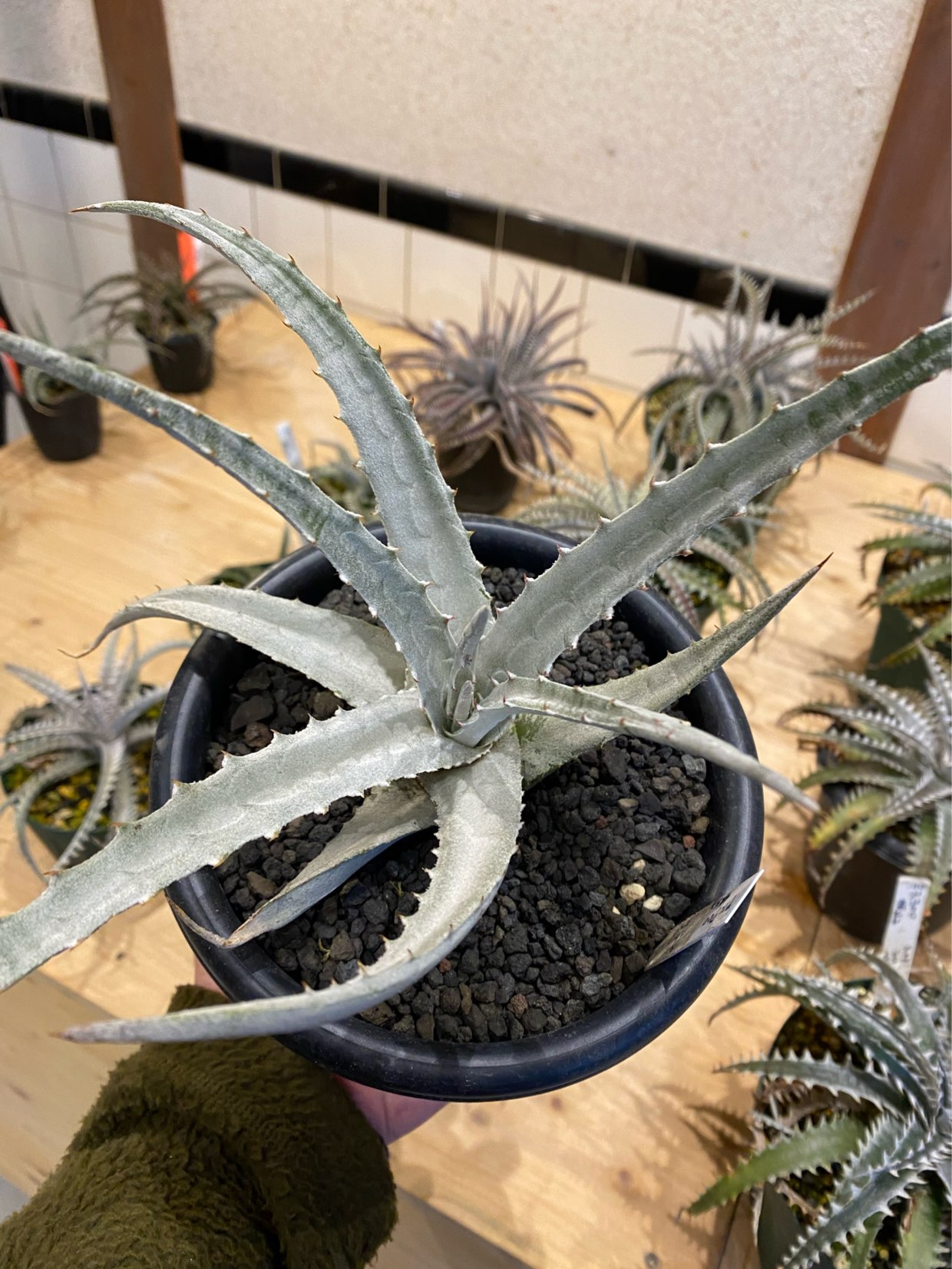 寒いので白い植物を