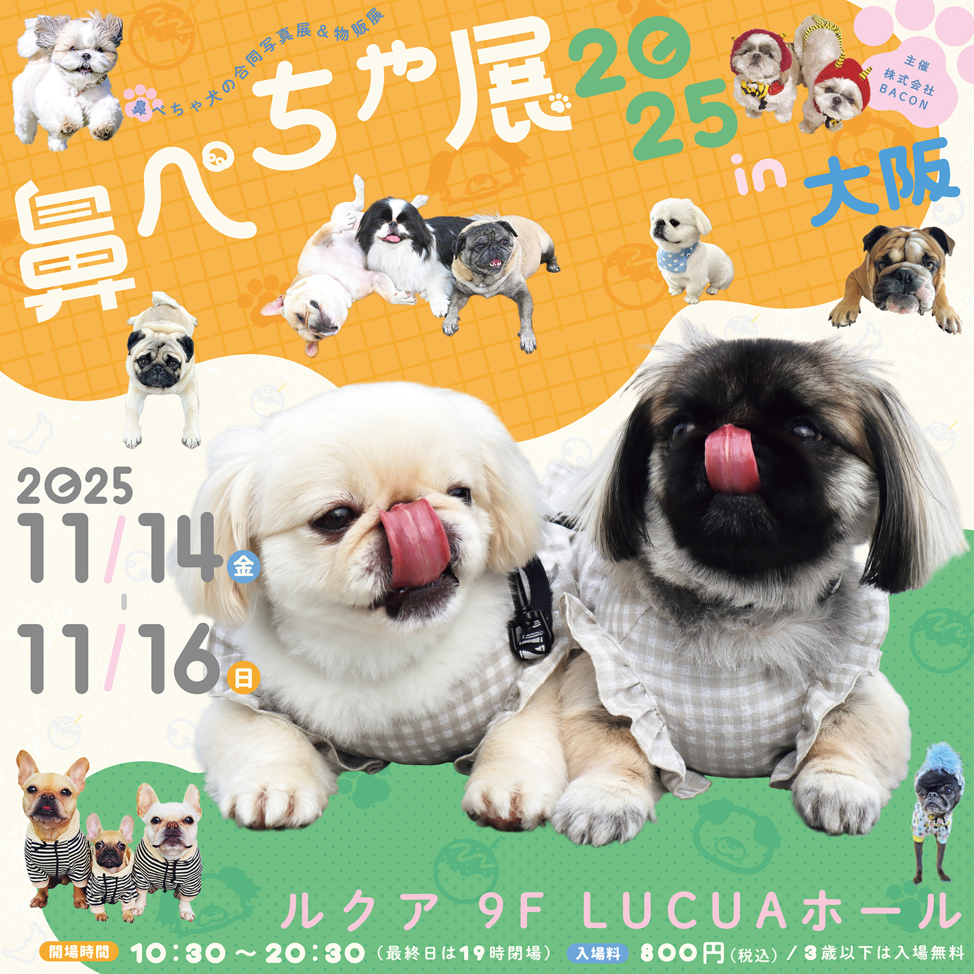 鼻ぺちゃ展2025大阪のお知らせ🐾