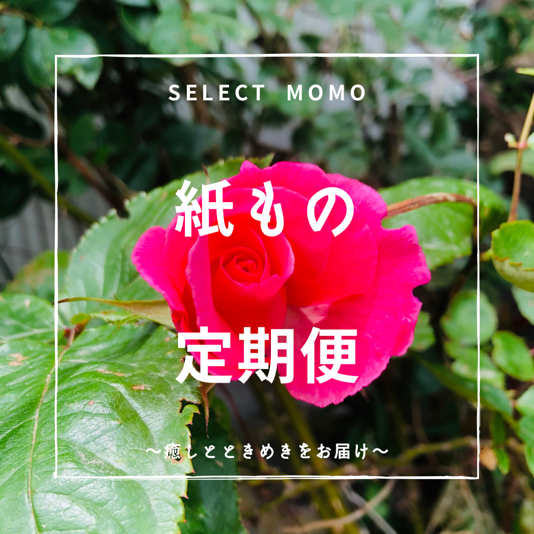 紙もの定期便始めました☆