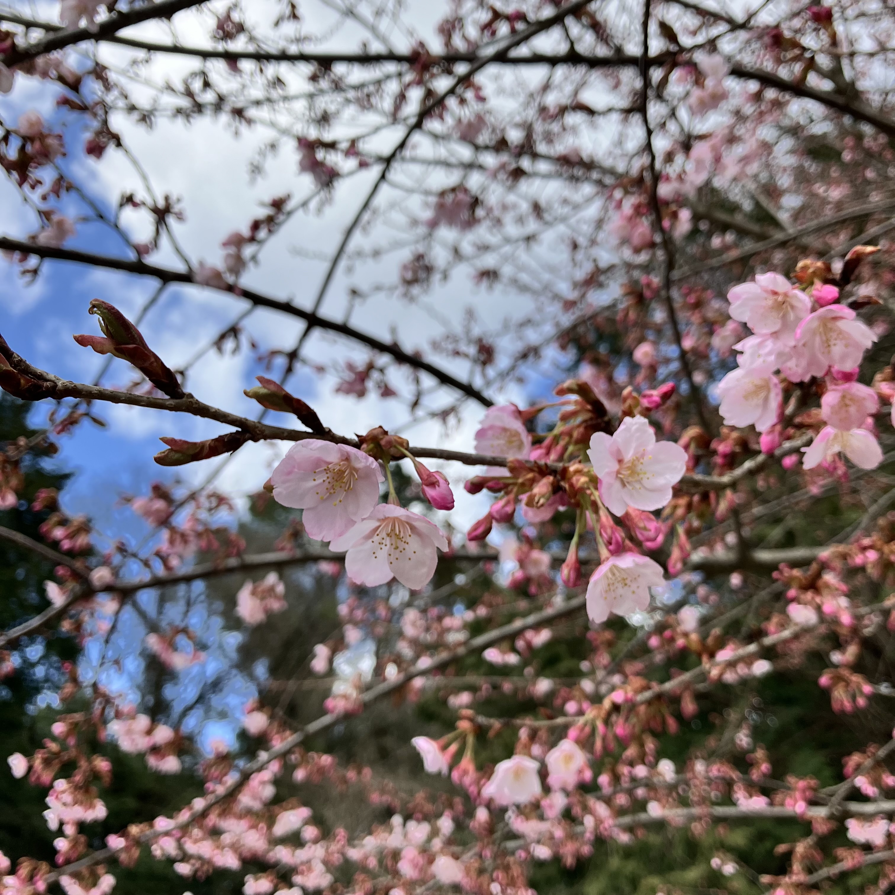 桜が咲きつつあります