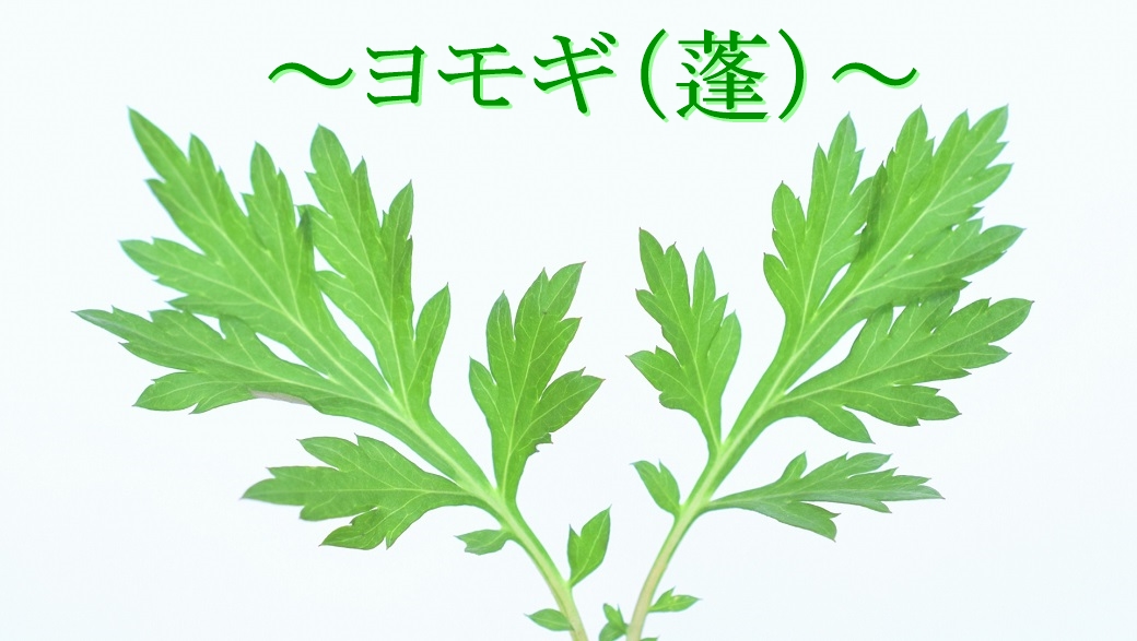 女神の酵素の原材料～ヨモギ～