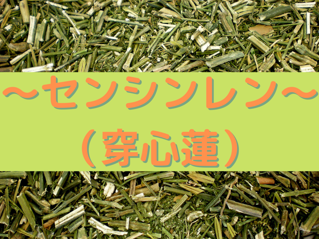 女神の酵素の原材料～センシンレン（穿心蓮）～