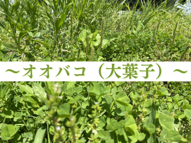 〜オオバコ（大葉子）〜世界中に分布する生命力の強い野草