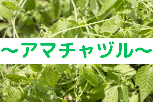 女神の酵素の原材料～アマチャズル～