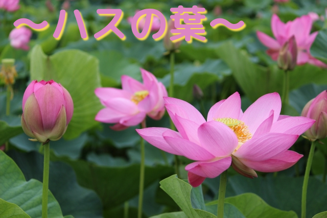 女神の酵素の原材料～ハスの葉～