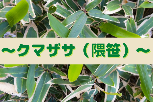 女神の酵素の原材料～クマザサ～