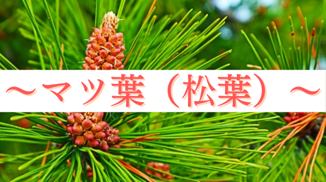 〜マツ葉（松葉）〜美容と健康への古代の贈り物