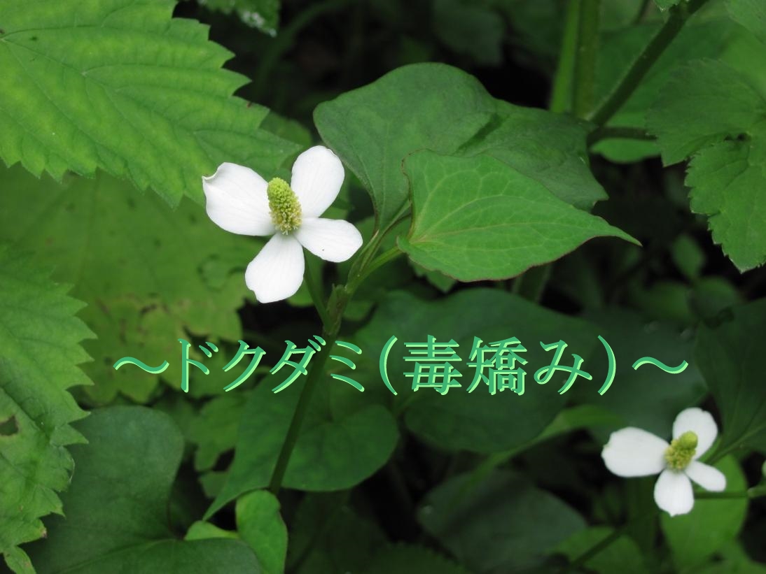 女神の酵素の原材料～ドクダミ～