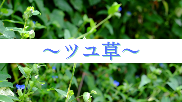 美しさは内側から　30代女性のためのスピリチュアル美容法のカギは「ツユ草」
