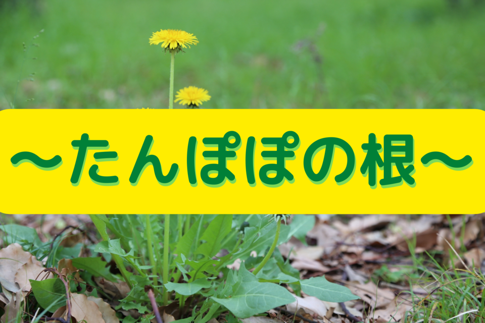女神の酵素の原材料～タンポポの根～