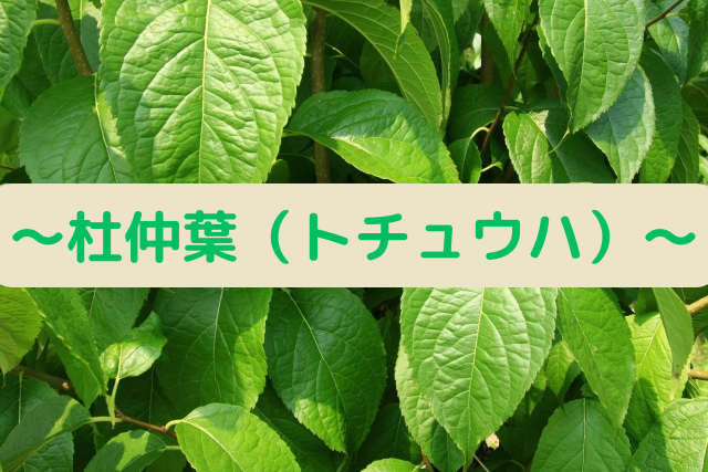 〜杜仲葉（トチュウハ）〜氷河期を生き延びた現存する生きた化石
