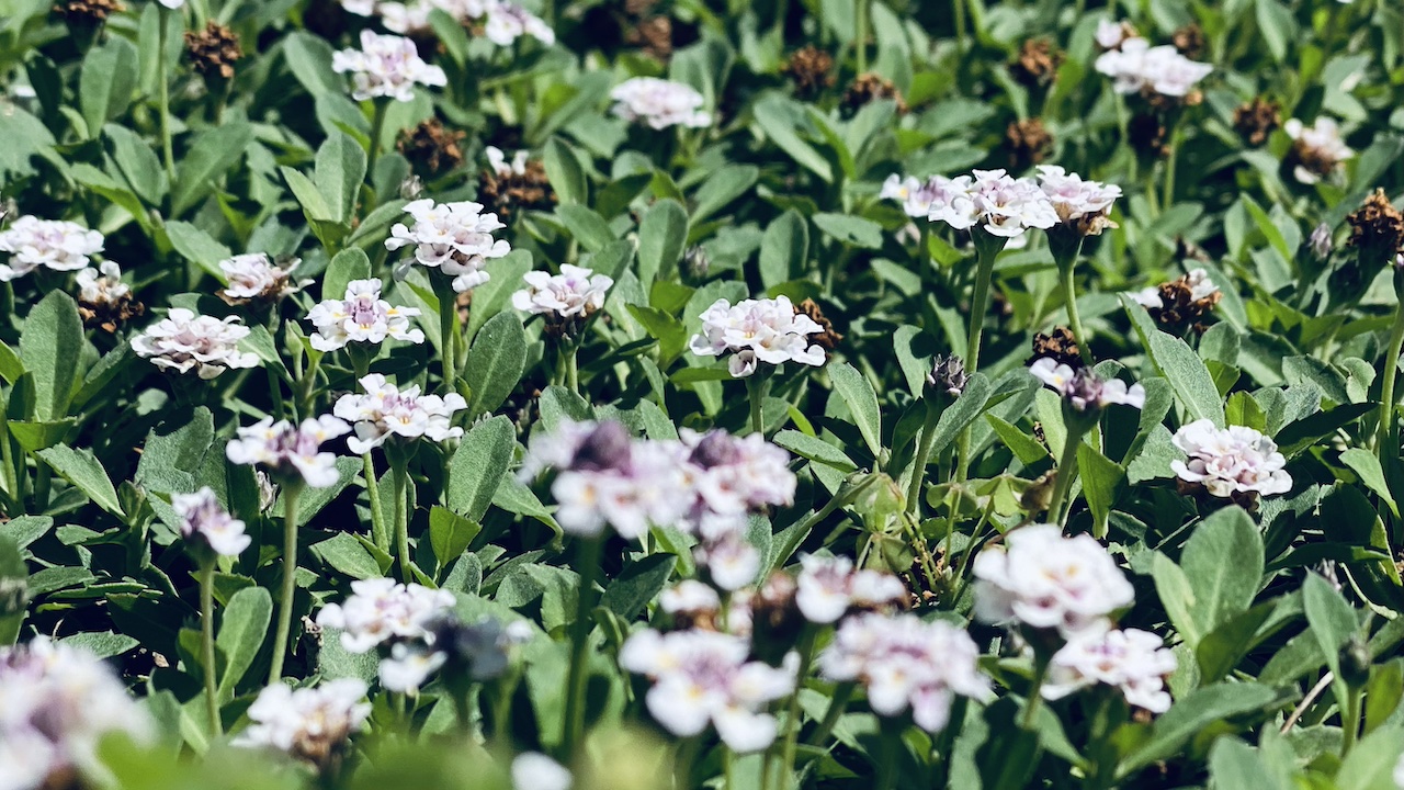 強い香りは不要。“ほのかな香り”が安心できる理由