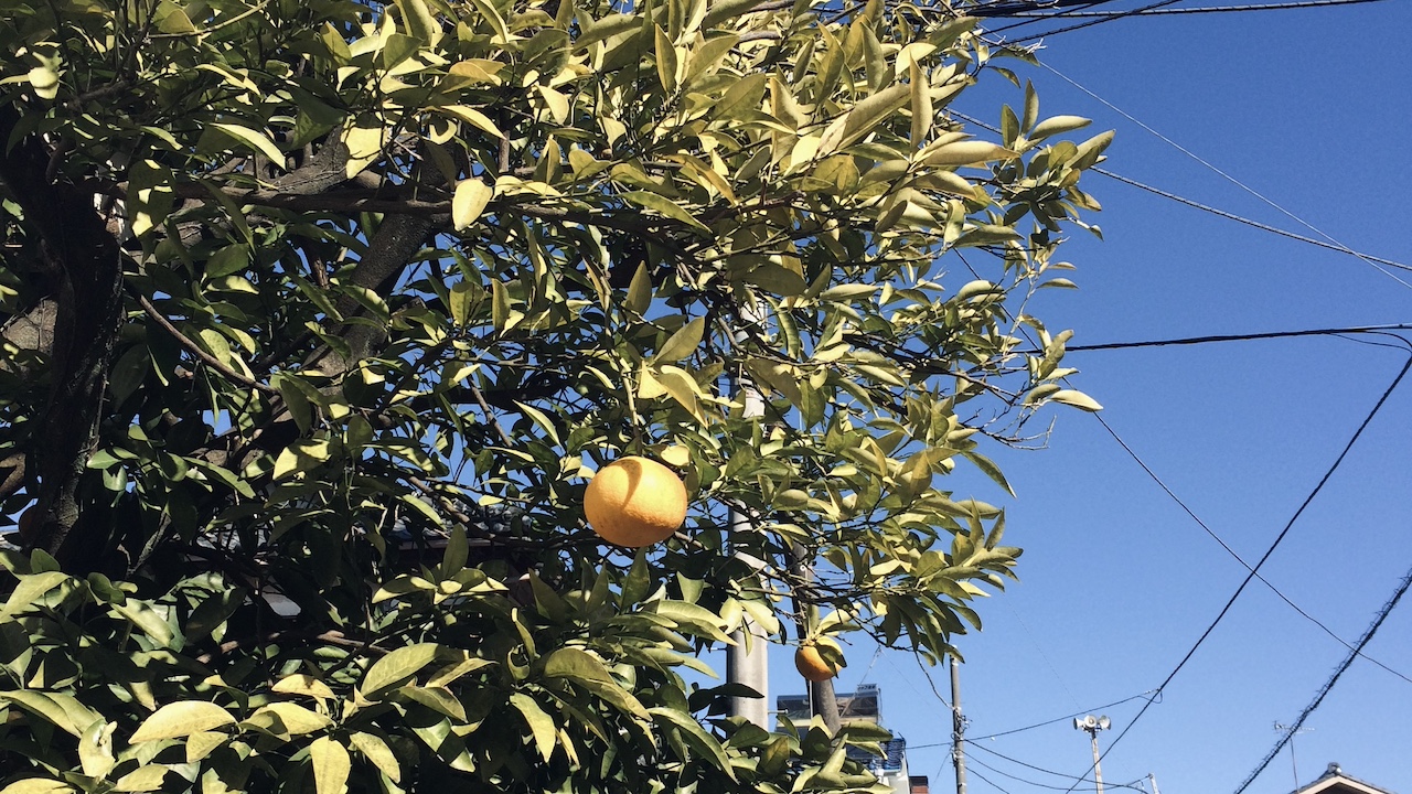 水曜、中だるみと疲れをリセット。軽やかな気分を取り戻すシトラスの香り