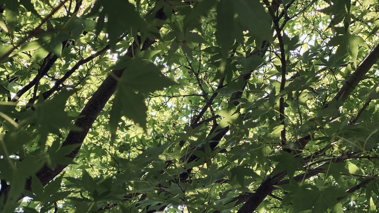 深呼吸する暮らし|夏を楽しむ暮らしとは、季節に気づける暮らし。