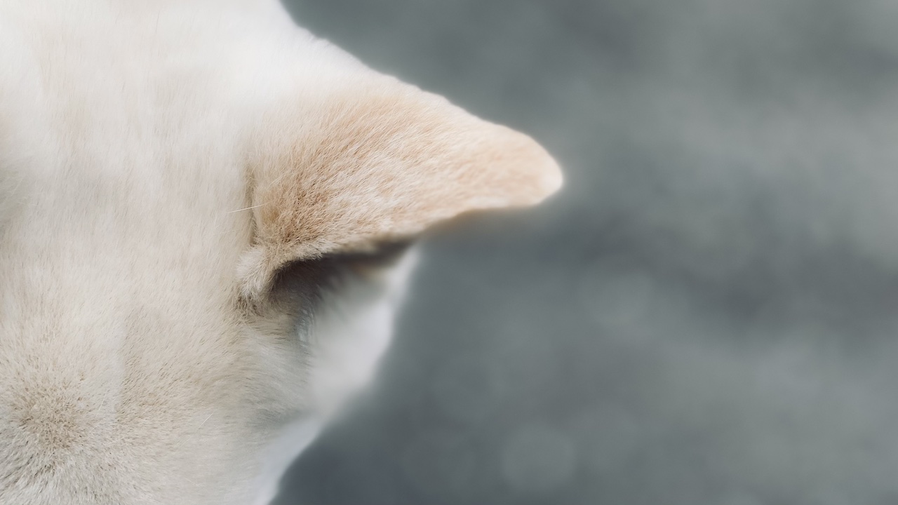 仮装しないハロウィン ― 素顔のまま過ごす夜に似合う香り