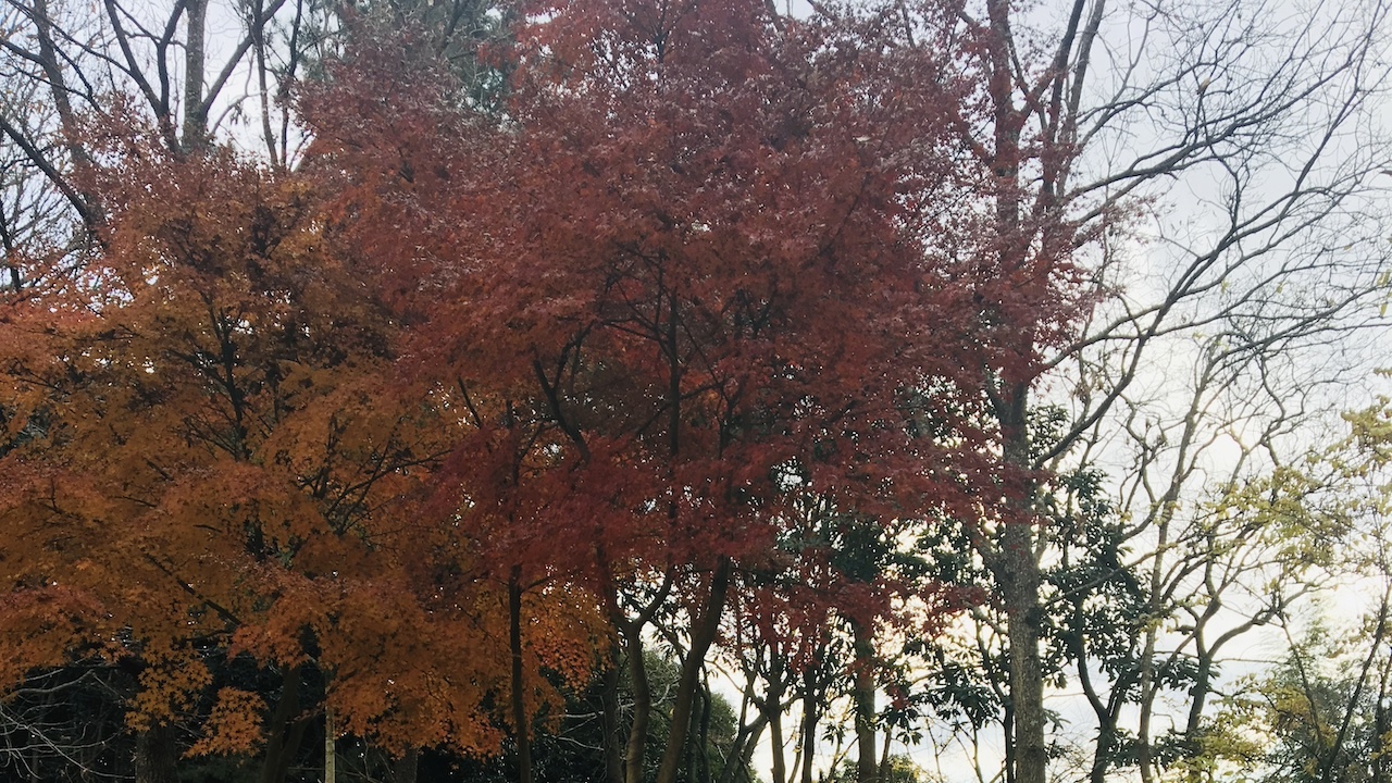 深まる秋に、心を温めるハーバルノート。静かな夜に、自分を取り戻す