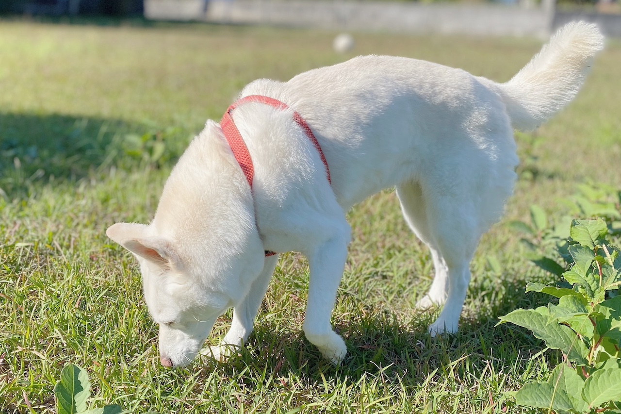 『ネコとアロマ』『犬とアロマ』などペットとアロマの禁忌、知っていますか？