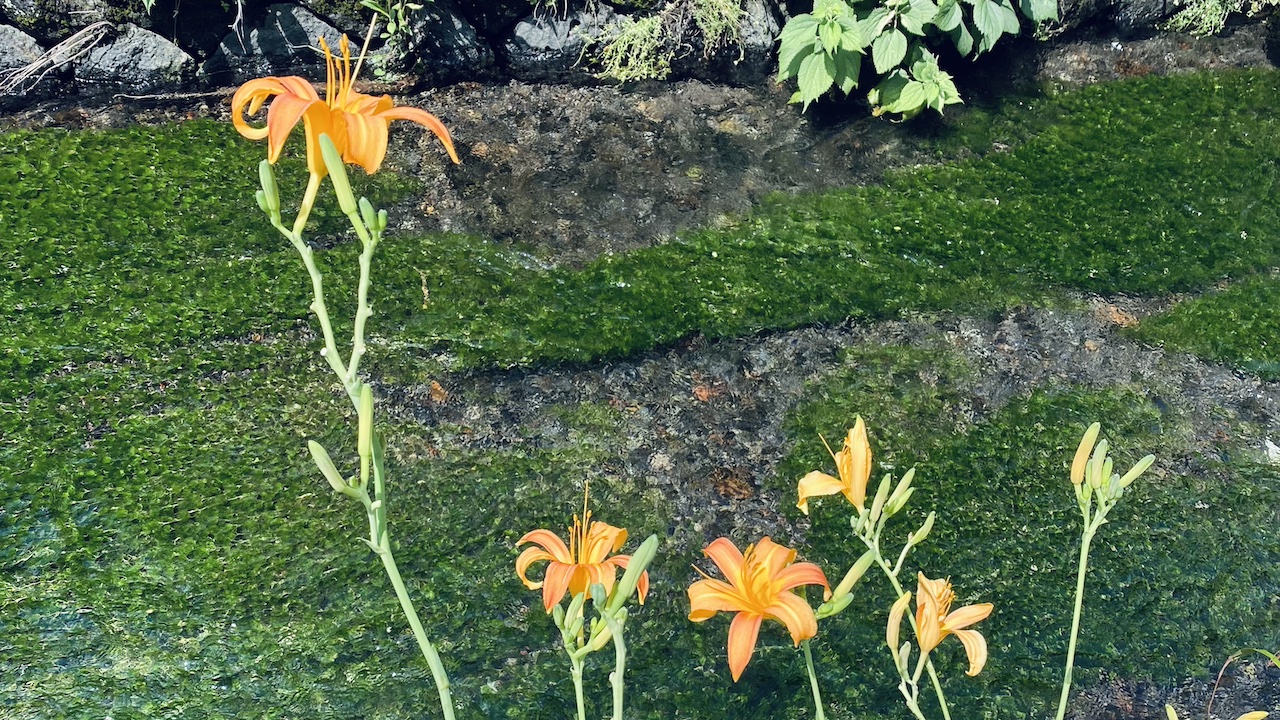 肌にやさしい香りで包む、夏のスキンケア