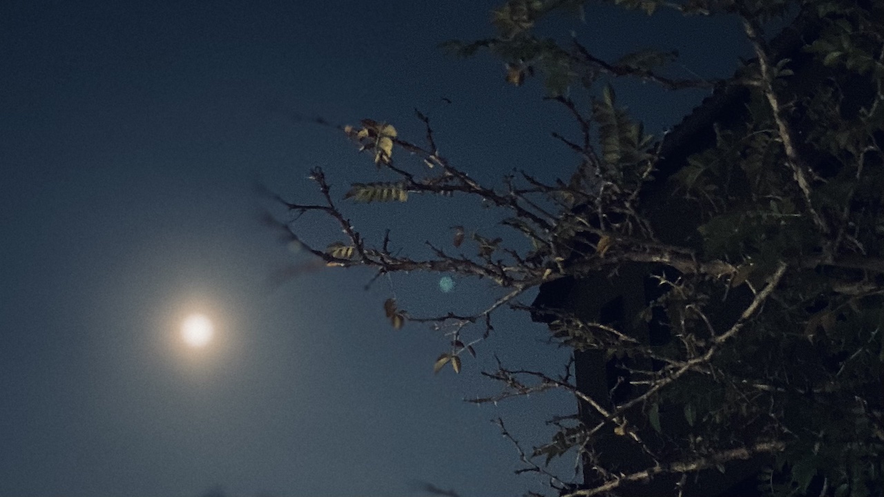 セージで心を温める。冷えた気持ちをほぐす夜のひととき