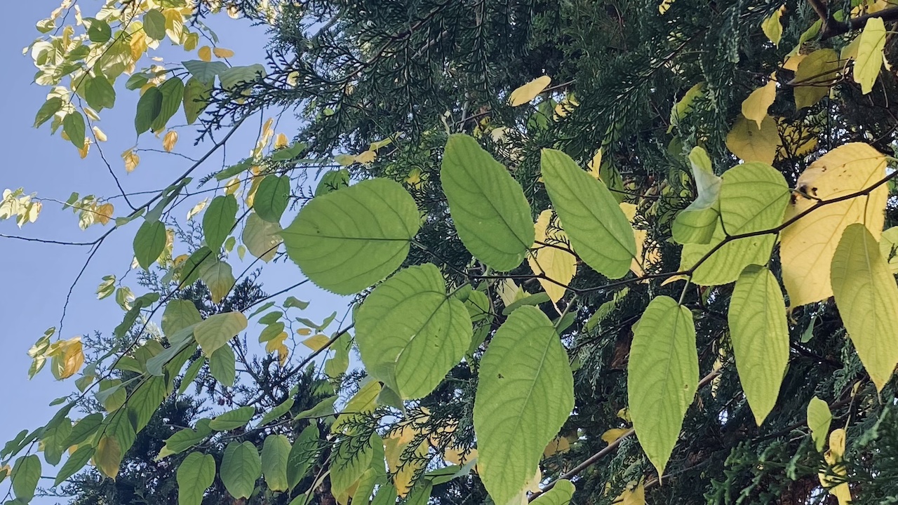 深呼吸する暮らし｜秋の空気を感じながら、自分の心地よさを探してみる。