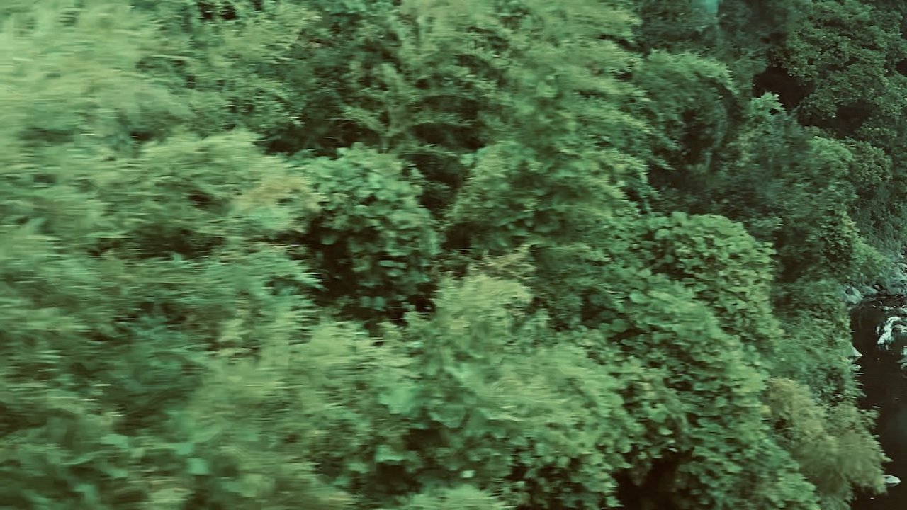 一週間を締めくくる、秋の深呼吸アロマ〜日曜の夜に心と体を整える、森の香り時間〜