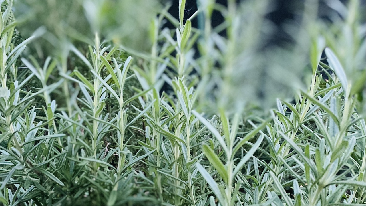 ローズマリーで心を整える。思考をクリアにする夜の深呼吸