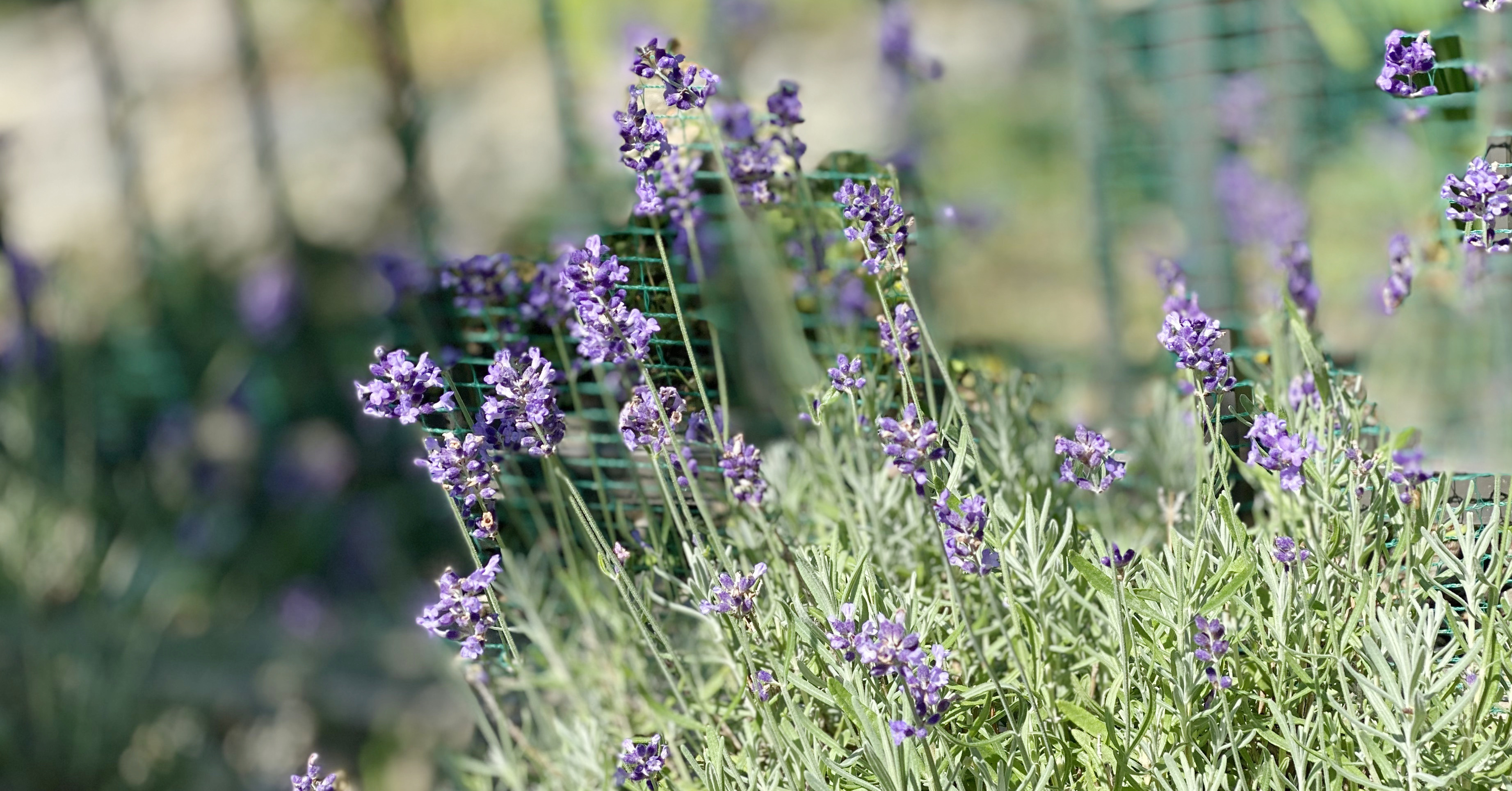 年末前の日曜日。1週間の疲れを静かに手放す香り