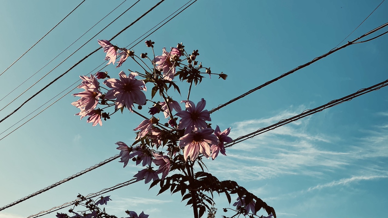 ほのかに香る未来へ──“効かせない香り”の豊かさ