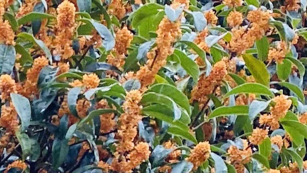 秋の花、金木犀。そっと寄り添う“懐かしさ”の力