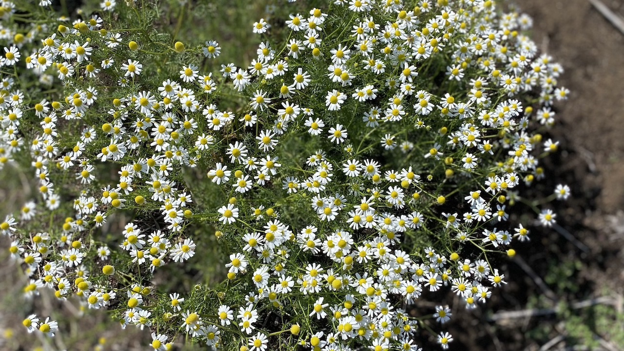 【第4回】フランス流・ハーブ療法を日常に。植物の力で整える、わたしの時間