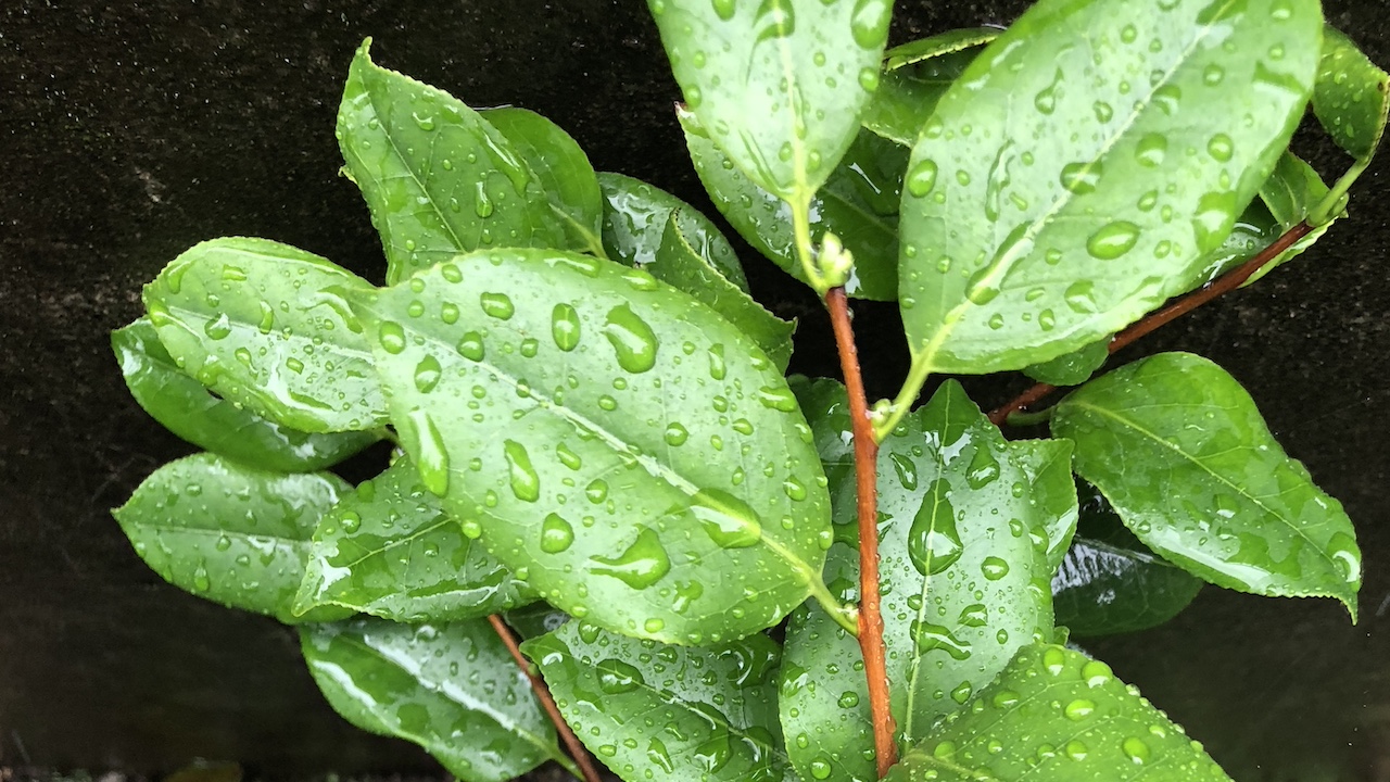 【保存版】雨の日 におすすめの香り｜雨の日を心地よく過ごす、やわらかなアロマの楽しみ方