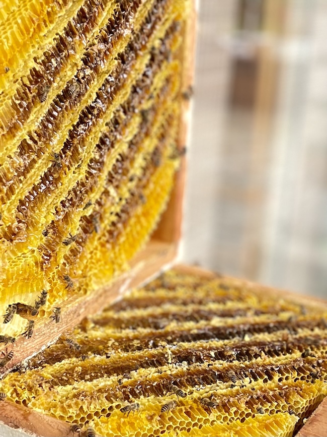 福岡雷山ゴルフ倶楽部 🍯