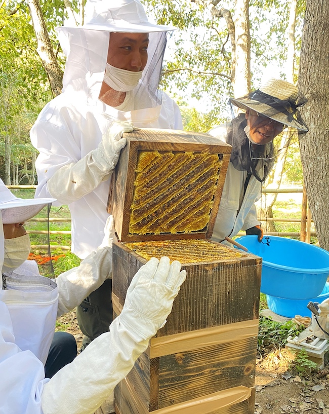 博多ミツバチプロジェクト　福津市大規模公園あんずの里